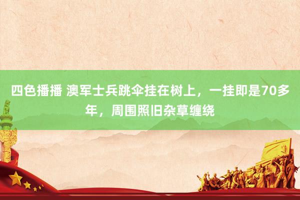 四色播播 澳军士兵跳伞挂在树上，一挂即是70多年，周围照旧杂草缠绕