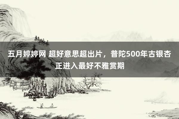 五月婷婷网 超好意思超出片，普陀500年古银杏正进入最好不雅赏期