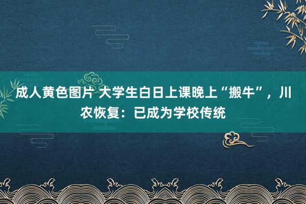 成人黄色图片 大学生白日上课晚上“搬牛”，川农恢复：已成为学校传统