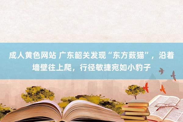 成人黄色网站 广东韶关发现“东方薮猫”，沿着墙壁往上爬，行径敏捷宛如小豹子