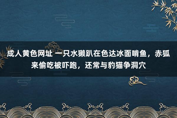 成人黄色网址 一只水獭趴在色达冰面啃鱼，赤狐来偷吃被吓跑，还常与豹猫争洞穴